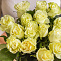 Роза 50 см белая 15 шт
